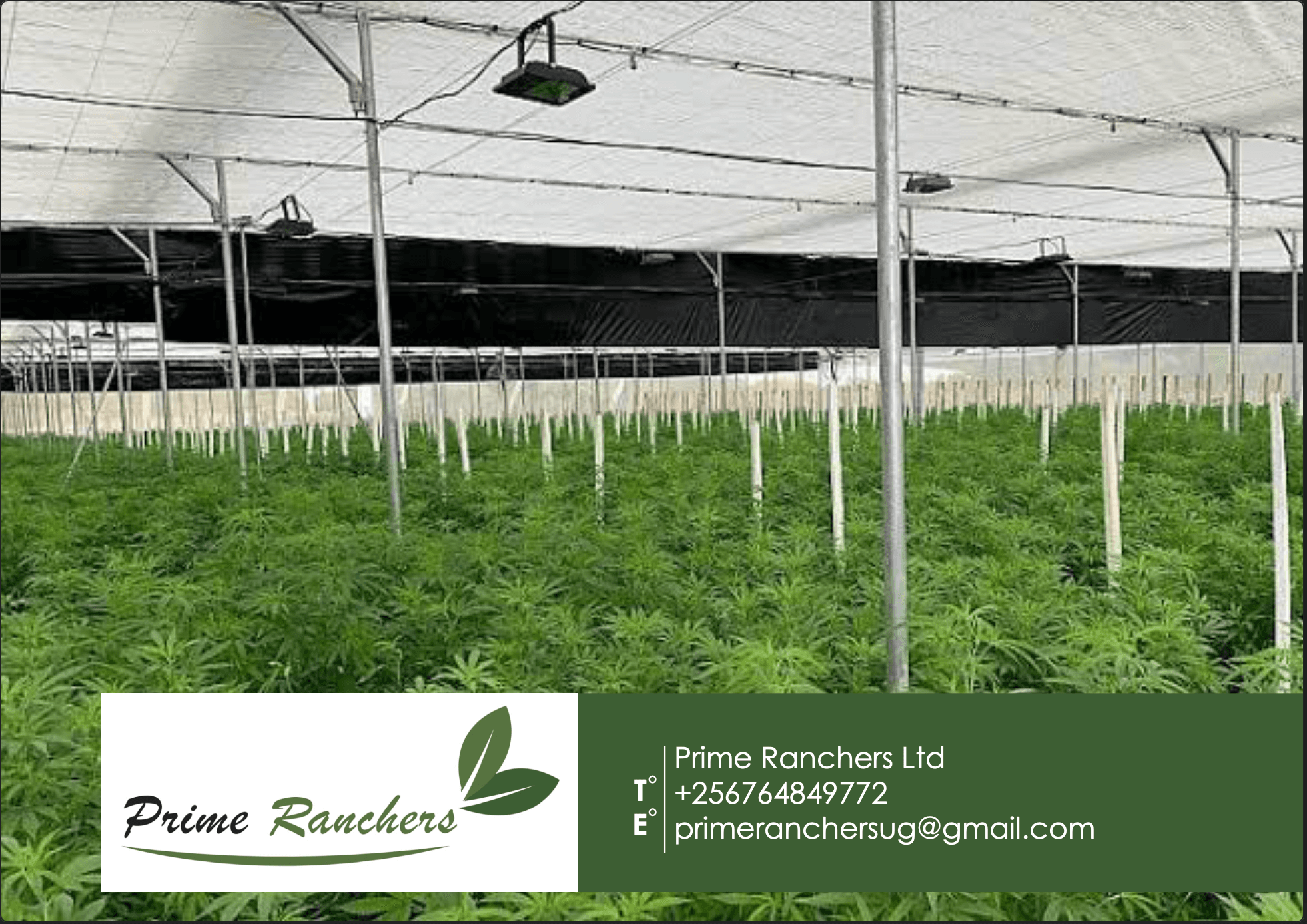 Licensed Cannabis Cultivation Project cover.