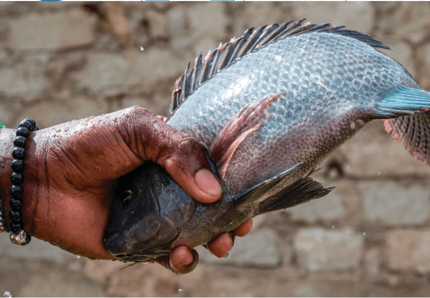 Buweera Planters Limited – Cage Aquaculture
