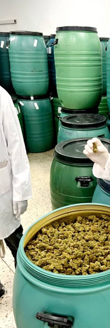 Licensed cannabis cultivation image 5