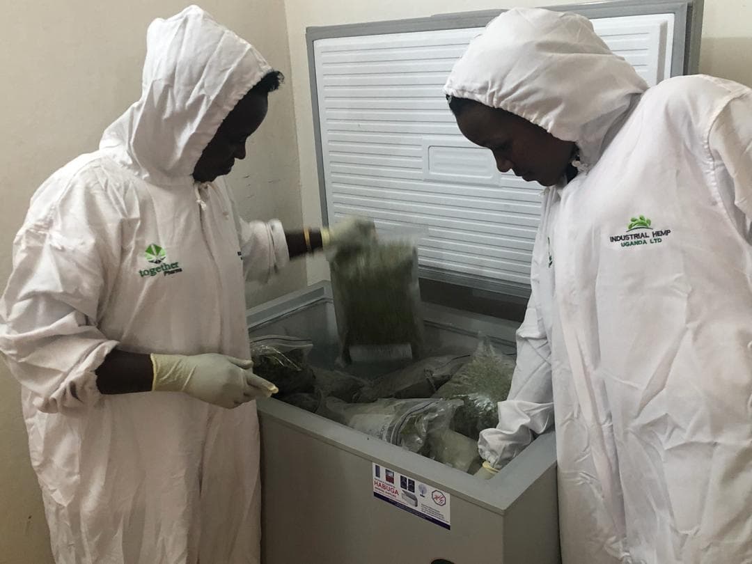 Licensed cannabis cultivation image 6