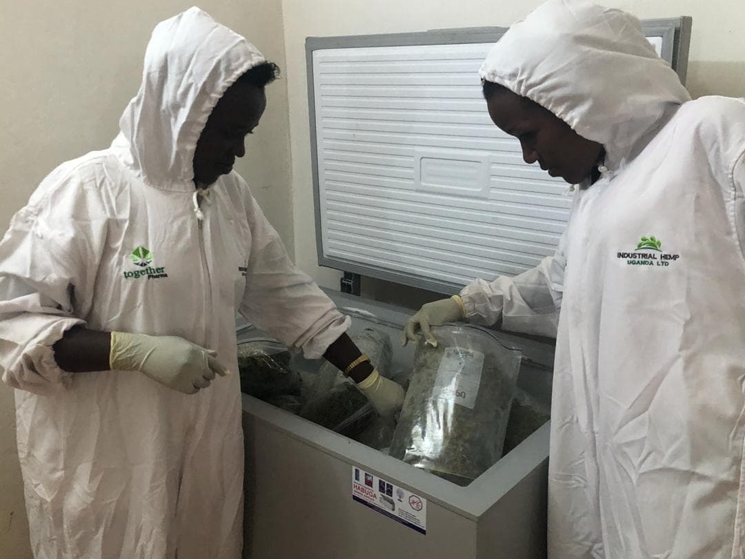 Licensed cannabis cultivation image 8