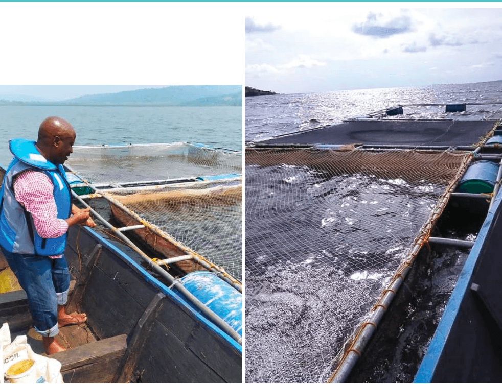 Buweera Planters Limited – Cage Aquaculture image 1